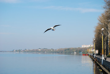 sea-gull