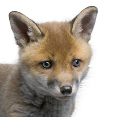 Fototapeta premium close-up of a Red fox cub's head (6 Weeks old)- Vulpes vulpes