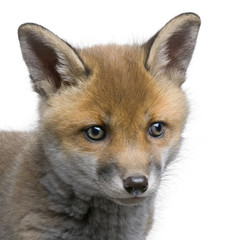 close-up of a Red fox cub's head (6 Weeks old)- Vulpes vulpes