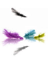 Obraz premium piuma cmyk