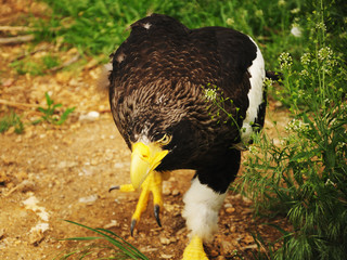 Malicious Eagle
