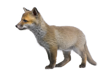 Red fox cub (6 Weeks old)- Vulpes vulpes