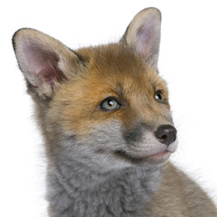 Red fox cub (6 Weeks old)- Vulpes vulpes