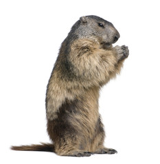 Alpine Marmot - Marmota marmota (4 years old)