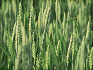 Organic green crop close up