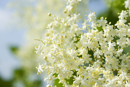 frische holunder bl&uuml;ten