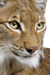 Obraz premium Zbliżenie głowy rysia euroazjatyckiego - Lynx lynx (5 lat)