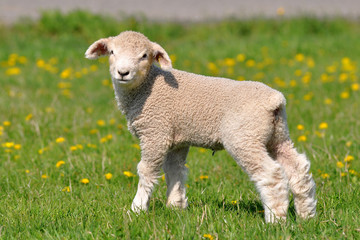 Fototapeta premium sweet lamb