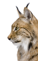 Naklejka premium Close-up of a Eurasian Lynx's head - Lynx lynx (5 years old)