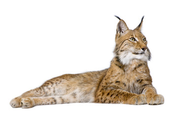 Fototapeta premium Eurasian Lynx - Lynx lynx (5 lat)