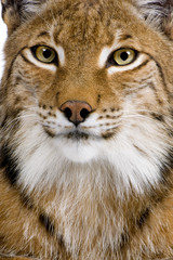 Close-up of a Eurasian Lynx's head - Lynx lynx (5 years old)