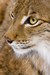 Obraz premium Close-up of a Eurasian Lynx's head - Lynx lynx (5 years old)