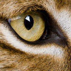 close-up op een kattenoog - Euraziatische Lynx - Lynx lynx (5 jaar o
