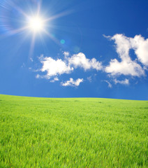 Fototapeta na wymiar green field and sun sky