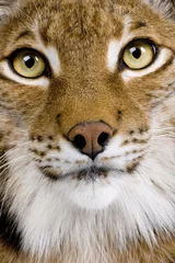 Fotobehang Close-up of a Eurasian Lynx's head - Lynx lynx (5 years old) © Eric Isselée