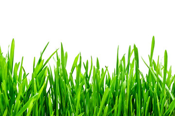 Obraz premium Green grass