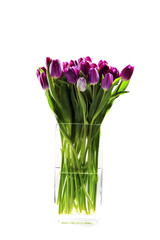 Purple tulips