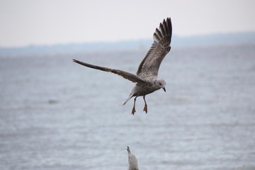 Möwe im flug