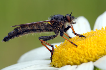 Robber fly