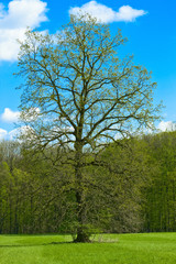 Old tree soon in spring