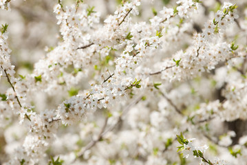 trees floweres