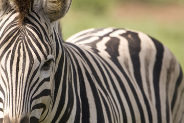 Fototapeta na wymiar Closeup of Zebra with body