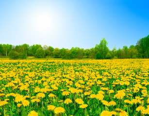 Fototapeta premium Field of dandelions