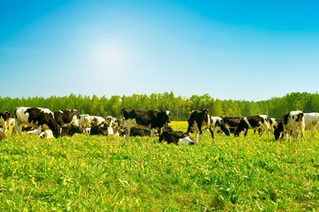 cow in a pasture