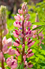 lilac flower background