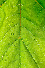 clean green leaves