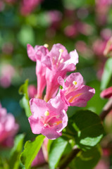 lilac flower background