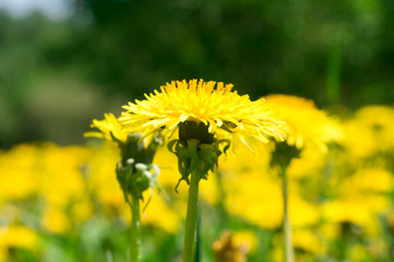 Field of dandelions