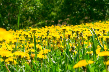 Field of dandelions