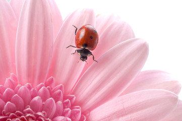 small red Ladybird