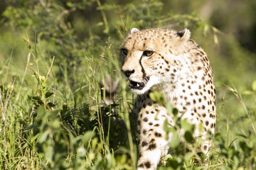 Cheetah stalk