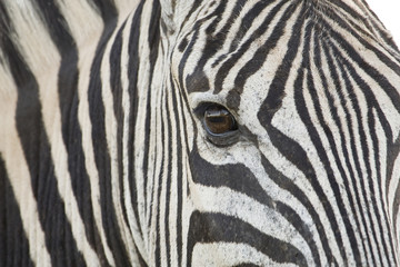 Fototapeta na wymiar Closeup of Zebra