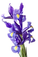 posy of lila irises