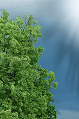 Tree spotlighted sunshine in background with squally cloud