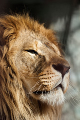 Fototapeta premium lion