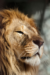 lion