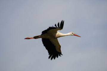 cigüeña en vuelo