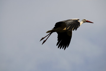 cigüeña en el cielo
