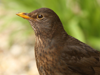 Portrait of a female Blackbird
