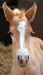 Obraz premium ponyfohlen im tierpark gettorf
