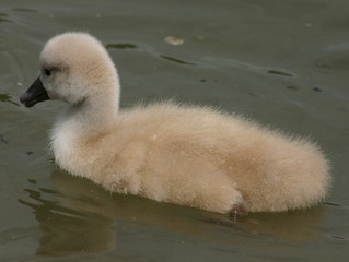 Schwanenküken im Wasser