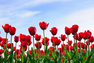 red tulips