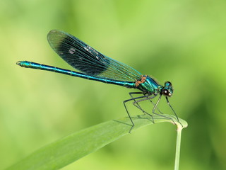 Prachtlibelle