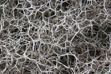 Grey abstract background dried tumble bush