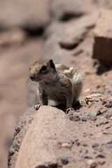 Ardilla en el desierto