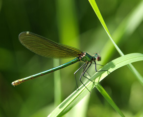 Libelle